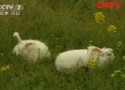 查看原始播放《农广天地》 20141105 宠物兔品种介绍 (116播放)
