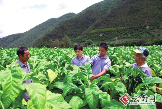 庄园经济：品质的选择—云南农业现代化建设创新之举