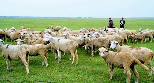 中国畜牧养殖行业未来10年发展前景分析