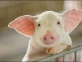 探讨扶持我国养猪业发展的对策