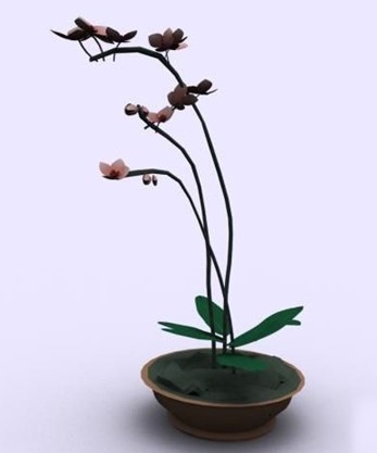 马蹄莲盆栽