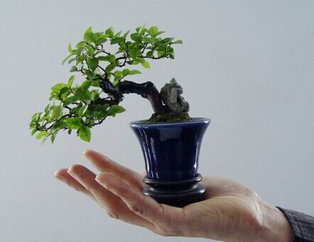 微型盆景