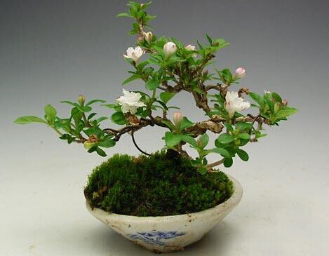 家庭盆景养护四原则