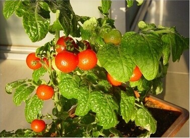 阳台西红柿的种植方法