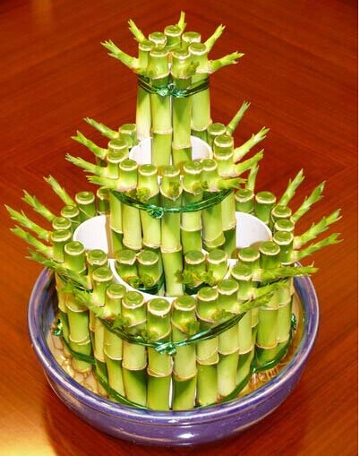植物招财法