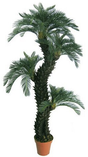 家居植物摆放风水