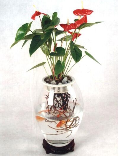 杜鹃花与风水的关系