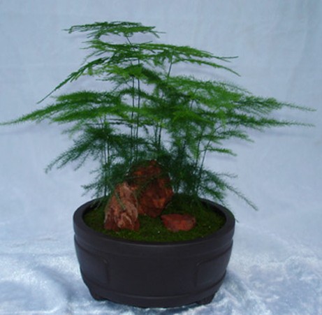 文竹的栽培技术 文竹的栽培技术