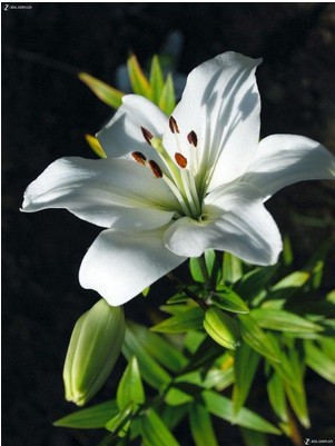 百合竹栽培技术