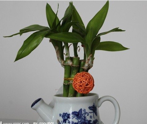 富贵竹的栽培技术