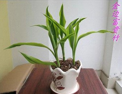 金边富贵竹