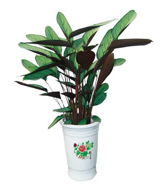 孔雀竹芋 孔雀竹芋栽培技巧