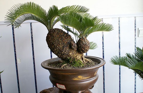 盆栽苏铁 盆栽苏铁夏季管理