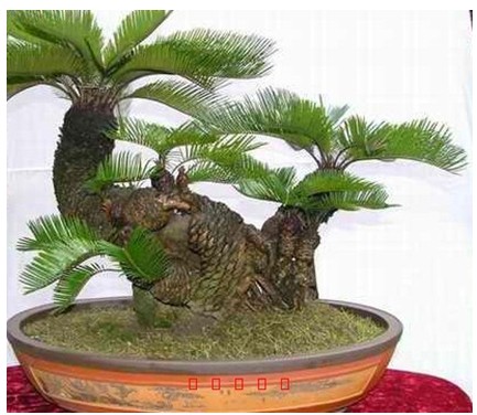 苏铁速成分株繁殖