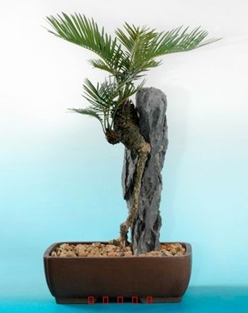 培育出多头苏铁 怎样培育出多头苏铁