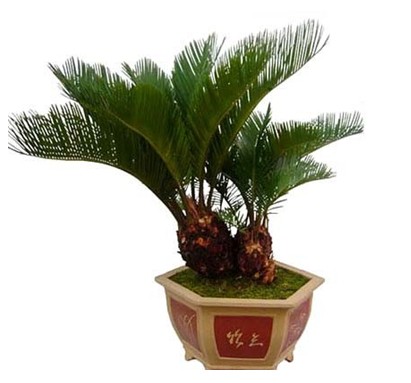 苏铁根茎腐烂如何救治