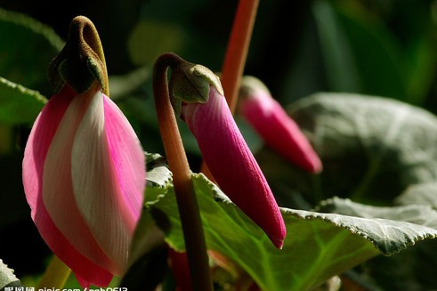 仙客来的夏季养护