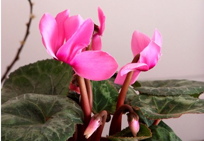 照料“仙客来”