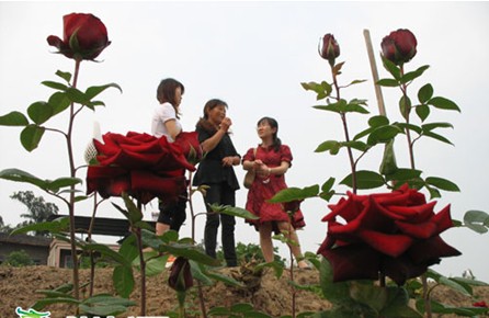 玫瑰栽培
