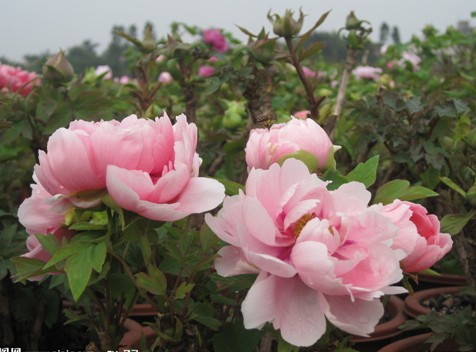 牡丹栽培