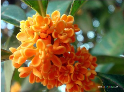 桂花栽培技术