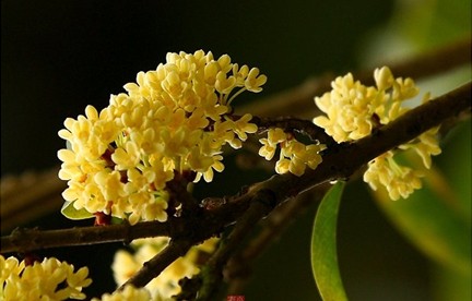 桂花