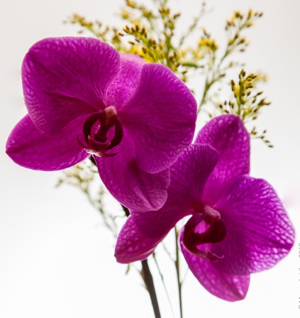 蝴蝶兰如何淋水