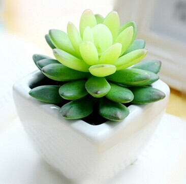 皮氏石莲的养殖