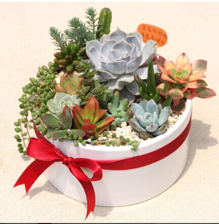 多肉植物日常养护