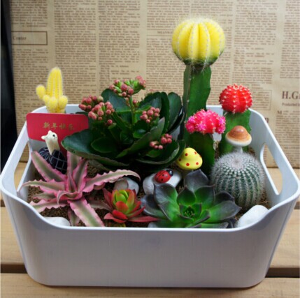 夏日多肉植物种植