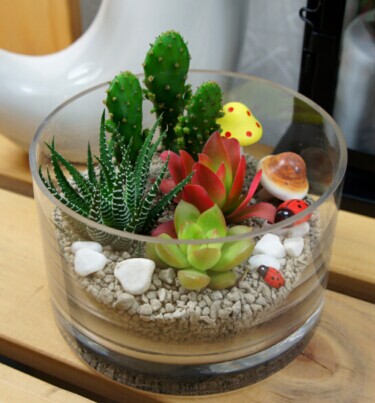 多肉植物的换盆方法