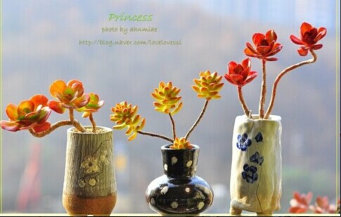 多肉植物配土配方