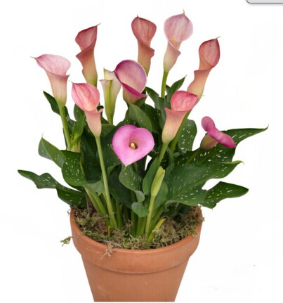 球根彩马 球根彩马