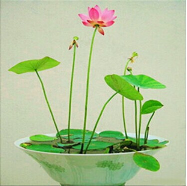 怎样给碗莲施肥