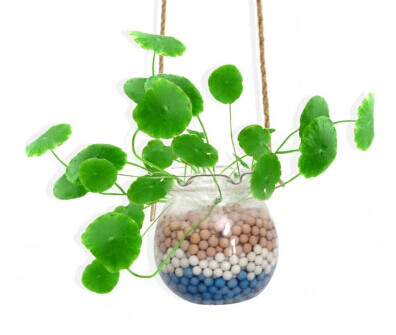 水培吊兰的方法