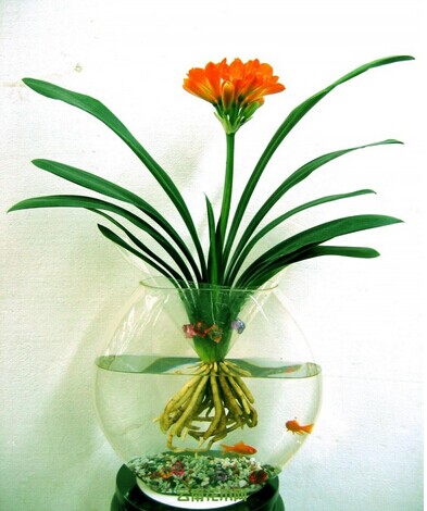 水培花卉如何施肥 水培花卉如何施肥