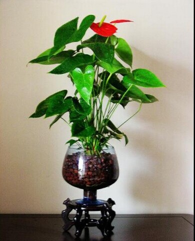 朱顶红的水培方法 朱顶红的水培方法