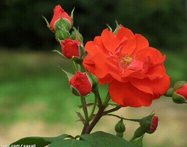 《月季爱好者必看》系列四 月季栽培移植篇