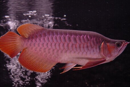 喂食龙鱼的禁忌