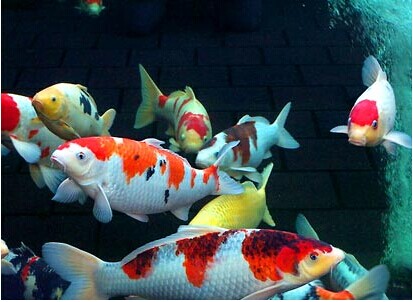 养锦鲤之必读篇