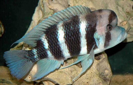 51条养三湖心得