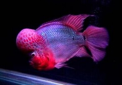 罗汉鱼的日常喂养