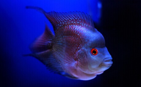 罗汉鱼饲养新手必看