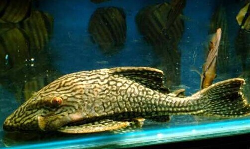 异型鱼饮食要点