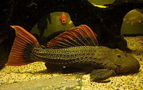 异型鱼饲养者的心得分享