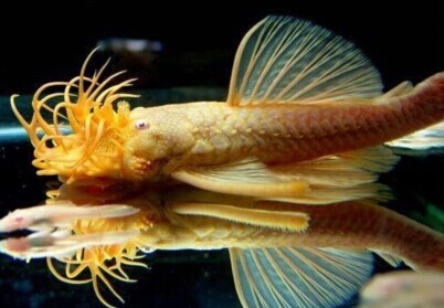 饲养异型鱼两年的一些小经验