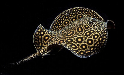 魟鱼的饲养经验