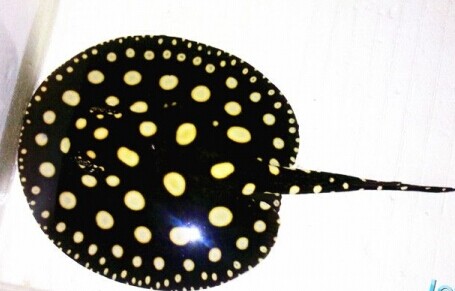 淡水魟魚飼養概述