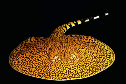 新手饲养魟鱼的五要素