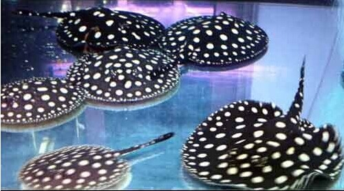 养魟过滤齐全最重要